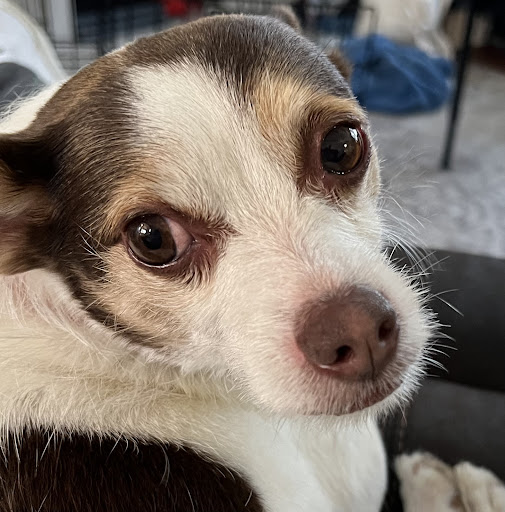 Playful Paws Grooming