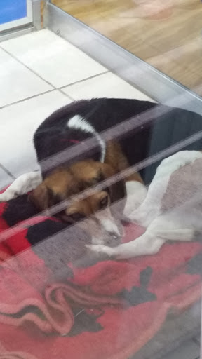 Pet Supply Store «Dogge Style Pets Passyunk», reviews and photos, 1700 E Passyunk Ave, Philadelphia, PA 19148, USA