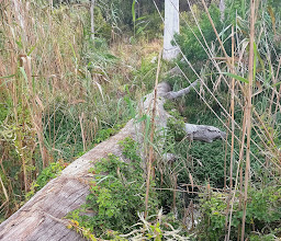 Lower Guinea-Fowl Trail photo