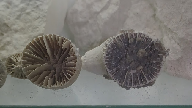 Anmeldelser af Fossilsamlere på facebook i Grenaa - Museum