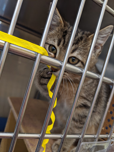 Pet Supply Store «PetSmart», reviews and photos, 5011 Grande Shops Ave, Medina, OH 44256, USA