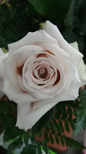 Florist «The Flowerman», reviews and photos, 70A Westpark Rd, Dayton, OH 45459, USA