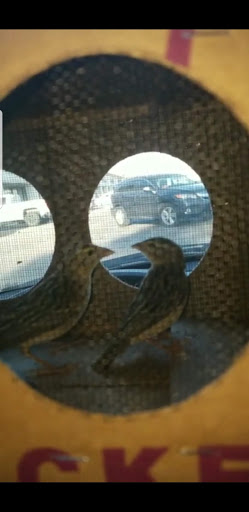 Pet Store «Fish-N-Pets Unlimited», reviews and photos, 11710 Bissonnet St, Houston, TX 77099, USA