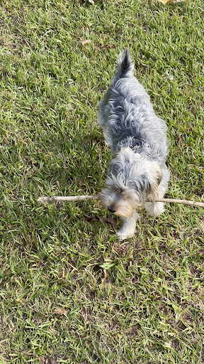 Pet Supply Store «PetSmart», reviews and photos, 40451 Lowes Ave, Gonzales, LA 70737, USA