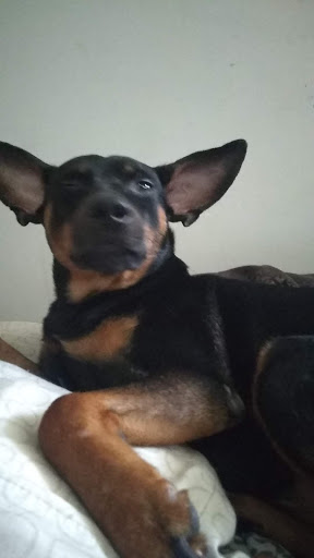 Pet Supply Store «Petco Animal Supplies», reviews and photos, 1065 Kennedy Rd, Windsor, CT 06095, USA