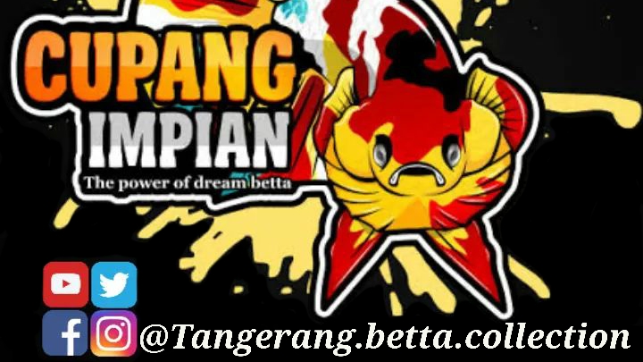 Tangerang betta colection