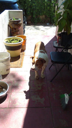 Animal Feed Store «All Pet Feed & Tack», reviews and photos, 25598 E Baseline St, San Bernardino, CA 92410, USA