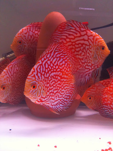 Pet Supply Store «Monster Aquarium Inc.», reviews and photos, 131-08 40 Rd, Flushing, NY 11354, USA