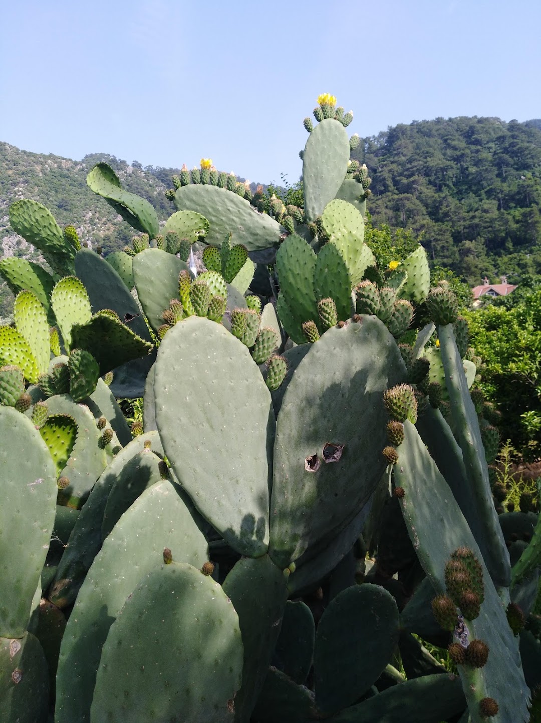 Osman avu Park