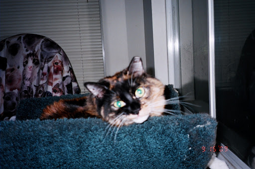 Canal Veterinary Hospital image