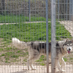 Photo n° 1 de l'avis de Roman.e fait le 04/04/2019 à 10:09 pour SPA de Moyenne Alsace à Ebersheim