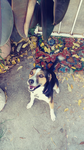 Pet Supply Store «Lemos Feed & Pet Supply», reviews and photos, 120 Traffic Way, Arroyo Grande, CA 93420, USA