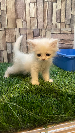 كيو كات للحيوانات الاليفة - QCAT