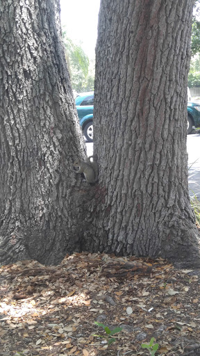 Golf Course «Largo Golf Course», reviews and photos, 12500 Vonn Rd, Largo, FL 33774, USA