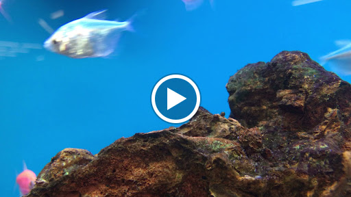 Pet Supply Store «Petco Animal Supplies», reviews and photos, 3444 S Mooney Blvd, Visalia, CA 93277, USA