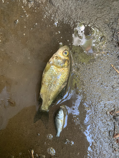 Pet Supply Store «Petco Animal Supplies», reviews and photos, 8775 SW Tualatin-Sherwood Rd, Tualatin, OR 97062, USA