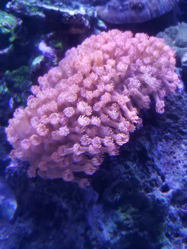 Aquarium «Marine EXTREMES», reviews and photos, 6257 E 21st St N, Wichita, KS 67208, USA