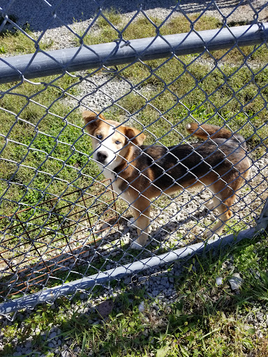 Butler County Animal Shelter