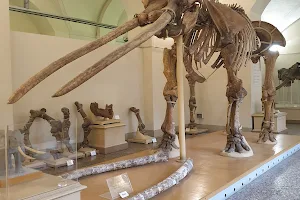 Museo di Geologia e Paleontologia - Università di Firenze image