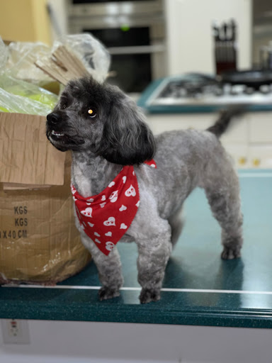 Pet Supply Store «Animal House Grooming & Quality», reviews and photos, 229 W Absecon Blvd, Absecon, NJ 08201, USA