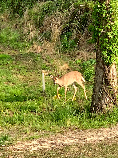 Golf Club «Five Oaks Golf & Country Club», reviews and photos, 621 5 Oaks Blvd, Lebanon, TN 37087, USA