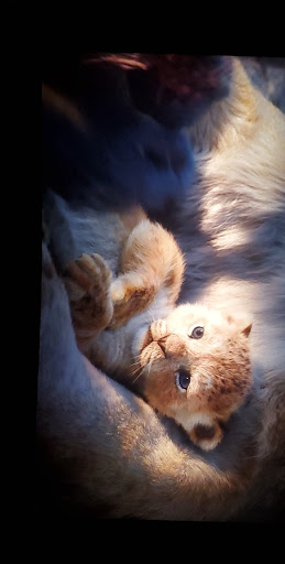 Movie Theater «Cinemark Stroud Mall and XD», reviews and photos, 160 Stroud Mall, Stroudsburg, PA 18360, USA