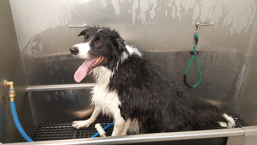 Pet Supply Store «Pet Supplies Plus», reviews and photos, 713 Brandilynn Blvd, Cedar Falls, IA 50613, USA