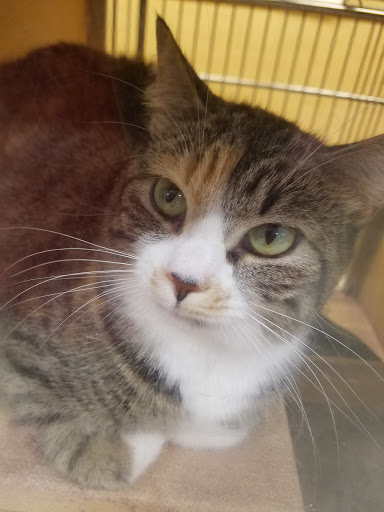 Pet Supply Store «PetSmart», reviews and photos, 1460 Koester Rd, Forsyth, IL 62535, USA