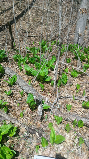 Nature Preserve «Jackson Bog State Nature Preserve», reviews and photos, 7984 Fulton Dr NW, Massillon, OH 44646, USA