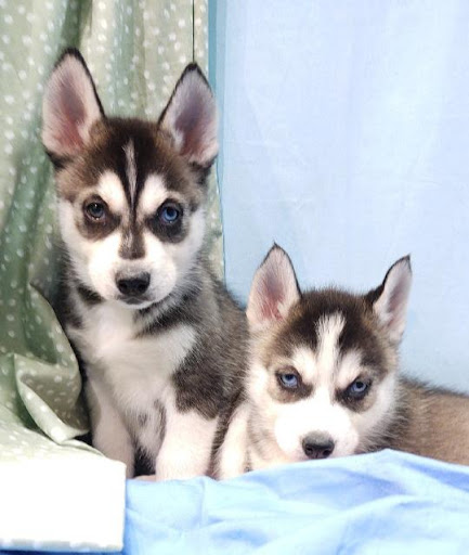 Pet Store «Four Paws and a Tail», reviews and photos, 120 Northtown Dr, Blaine, MN 55434, USA