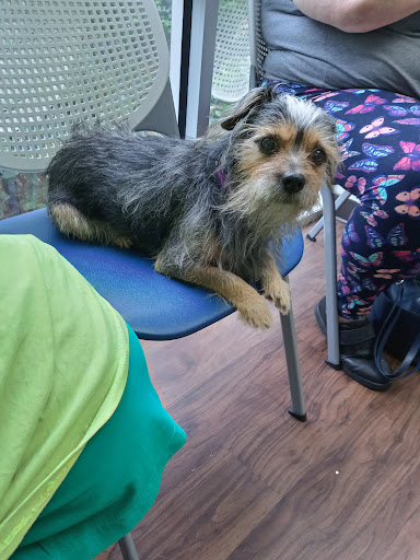 Pet Urgent Care of Wesley Chapel image