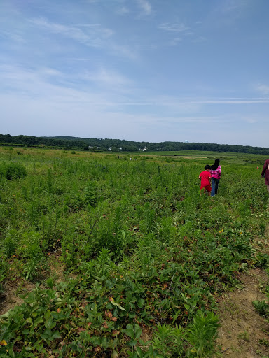 Farm «Lewin Farms», reviews and photos, 812 Sound Ave, Calverton, NY 11933, USA