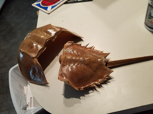 Golf Course «The Tides Golf Club», reviews and photos, 11832 66th Ave N, Seminole, FL 33772, USA