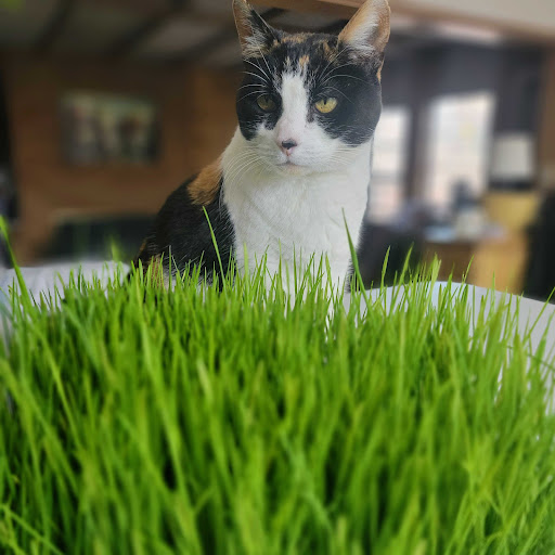 Health Food Store «Sunshine Health Foods», reviews and photos, 111 W 535 S, Cedar City, UT 84720, USA