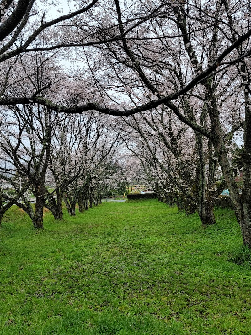 旧社小学校桜並木