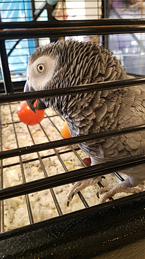 Pet Store «Art In Motion Pets», reviews and photos, 1893 S Western Ave, Marion, IN 46953, USA