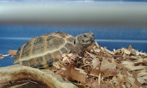 Pet Store «Tanks Pet Supply», reviews and photos, 628 S Main St, Princeton, IL 61356, USA