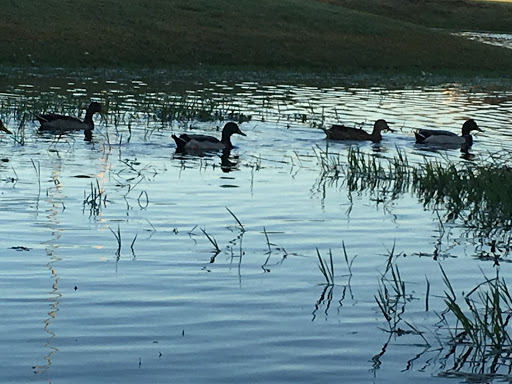 City Park «Celebration Park», reviews and photos, 701 Angel Pkwy, Allen, TX 75002, USA