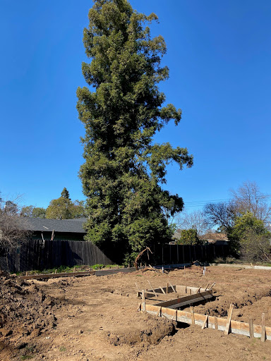 Tree pruning Sacramento