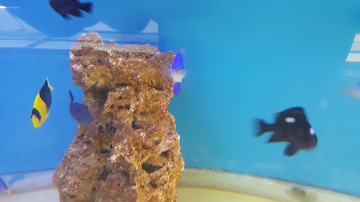 Tikis Tropical Fish image