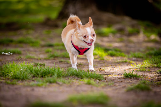 Park «Dog Park», reviews and photos, 1121 Locust St, Fall River, MA 02720, USA