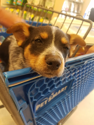 Pet Supply Store «PetSmart», reviews and photos, 15042 Summit Ave, Fontana, CA 92336, USA