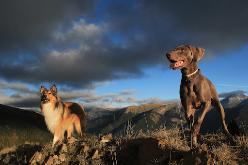 Sherpa Excursions Canines Andorra