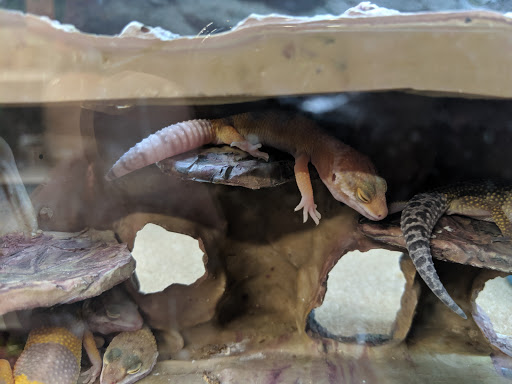 Pet Supply Store «Petco Animal Supplies», reviews and photos, 3050 N Rock Rd, Wichita, KS 67226, USA