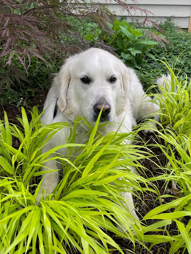 Auto Insurance Agency «Michelle Twitchell - State Farm Insurance Agent», reviews and photos