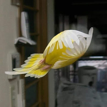 Cocktail bird