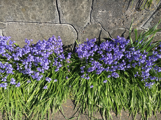 Park «Kenilworth Park», reviews and photos, SE Holgate Blvd & Southeast 34th Avenue, Portland, OR 97202, USA