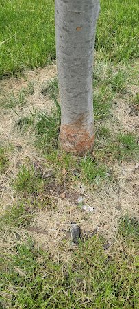 Naturescape Lawn and Landscape Care - Photo 7 - Car repair in Menomonee Falls, WI, Milwaukee