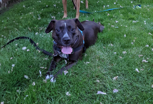 Pet Supply Store «Fang & Feather - Kenton Neighborhood Pet Supply», reviews and photos, 3131 N Lombard St, Portland, OR 97217, USA