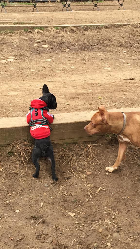 Dog Park «Forest Park Dog Run», reviews and photos, 8445 Park Ln S, Woodhaven, NY 11421, USA